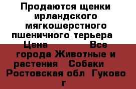 Продаются щенки ирландского мягкошерстного пшеничного терьера › Цена ­ 30 000 - Все города Животные и растения » Собаки   . Ростовская обл.,Гуково г.